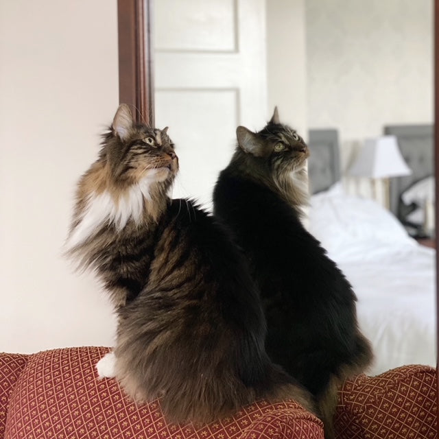 HausWitch at Home: Salem Staycation!