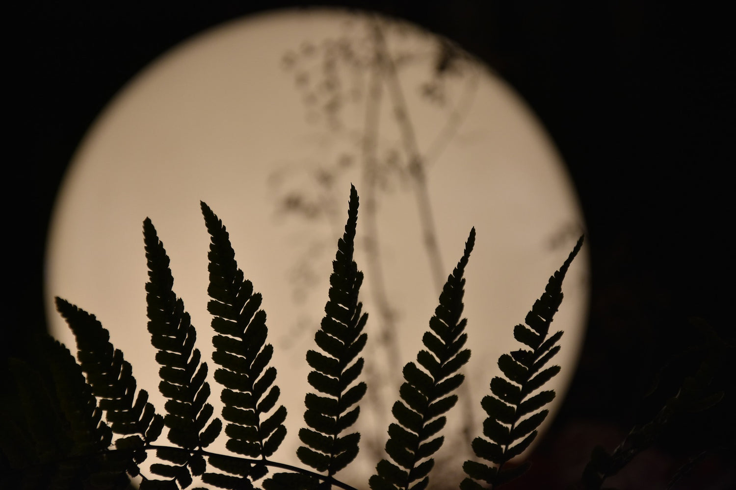 MEDITATION RECORDING: FULL FLOWER MOON IN SAGITTARIUS