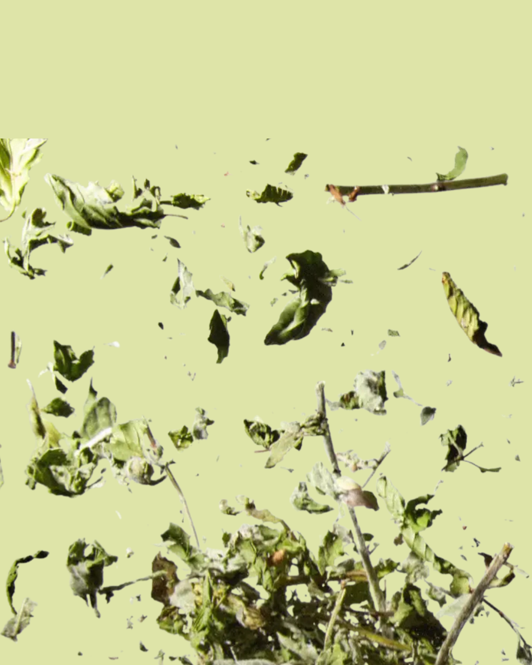 Mint Loose Leaf Tea