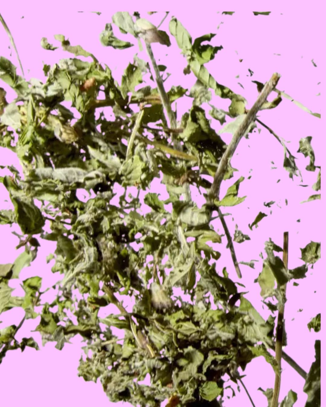 Nettle Loose Leaf Tea
