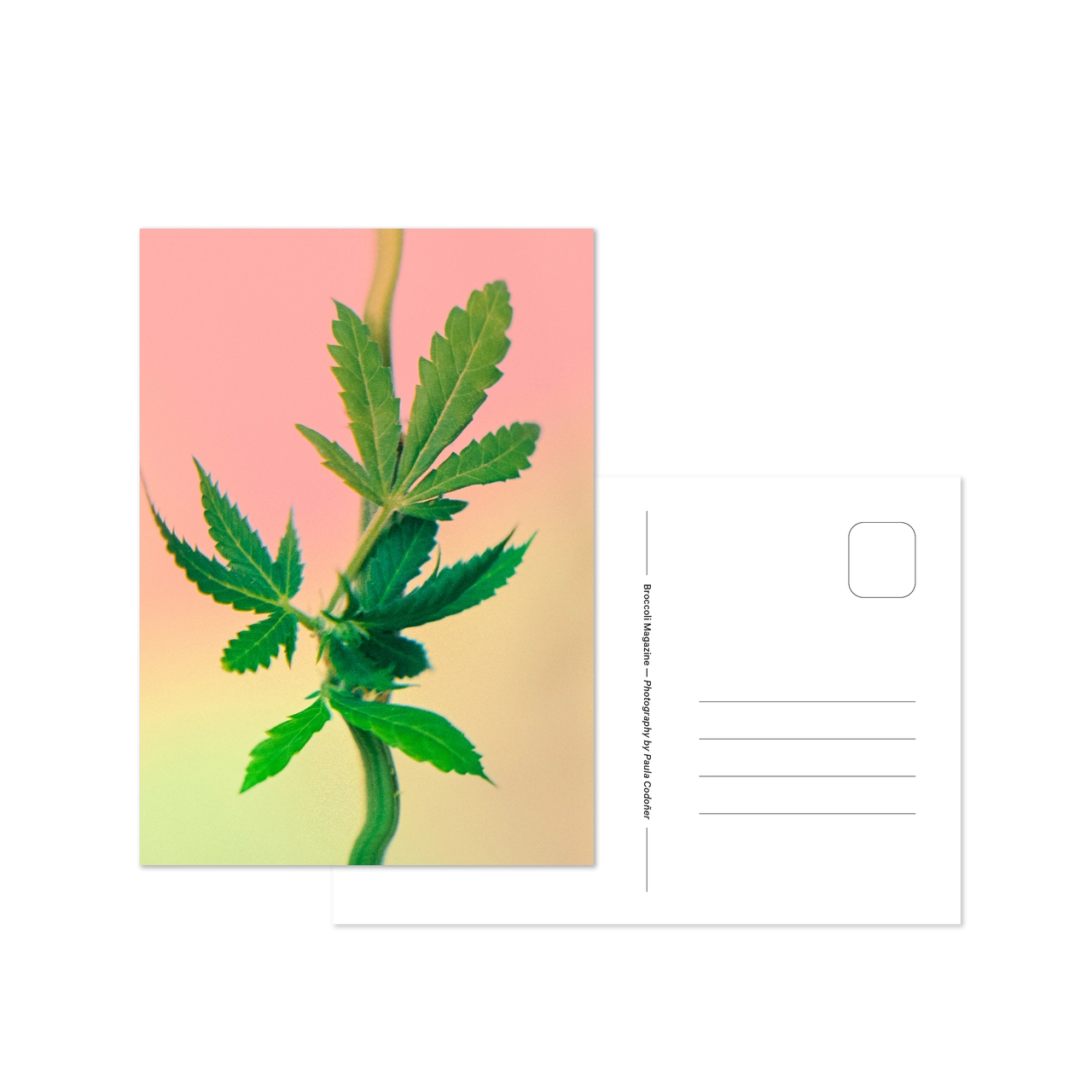 Psychedelic Fleurs Postcard Print Set