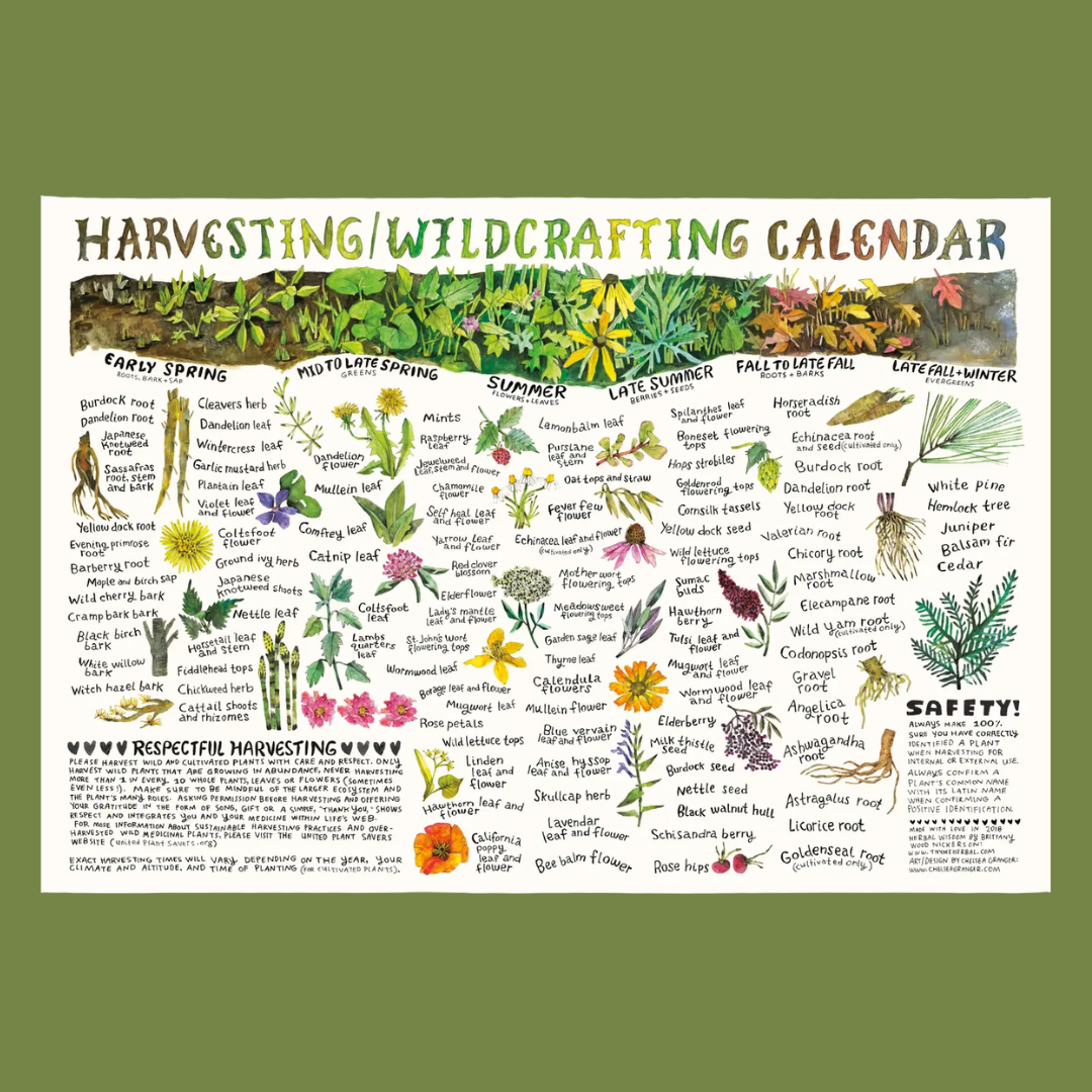 Harvesting and Wildcrafting Calendar