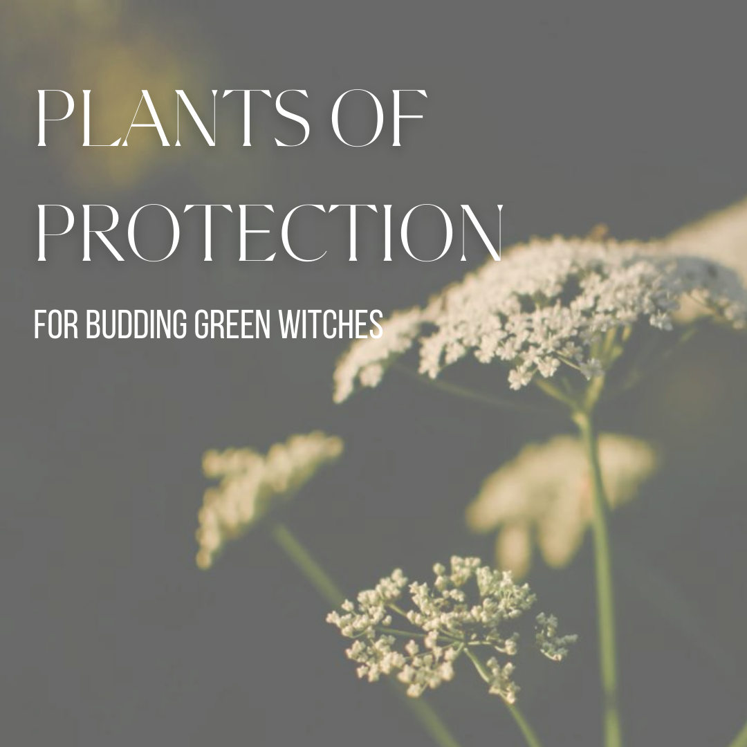5 Plants of Protection for the Green Witch