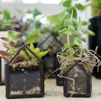 FLORA FOR EVERYONE! NICHE POP UP AT HAUSWITCH!