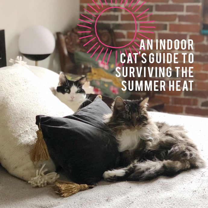 AN INDOOR CAT'S GUIDE TO SURVIVING THE SUMMER HEAT