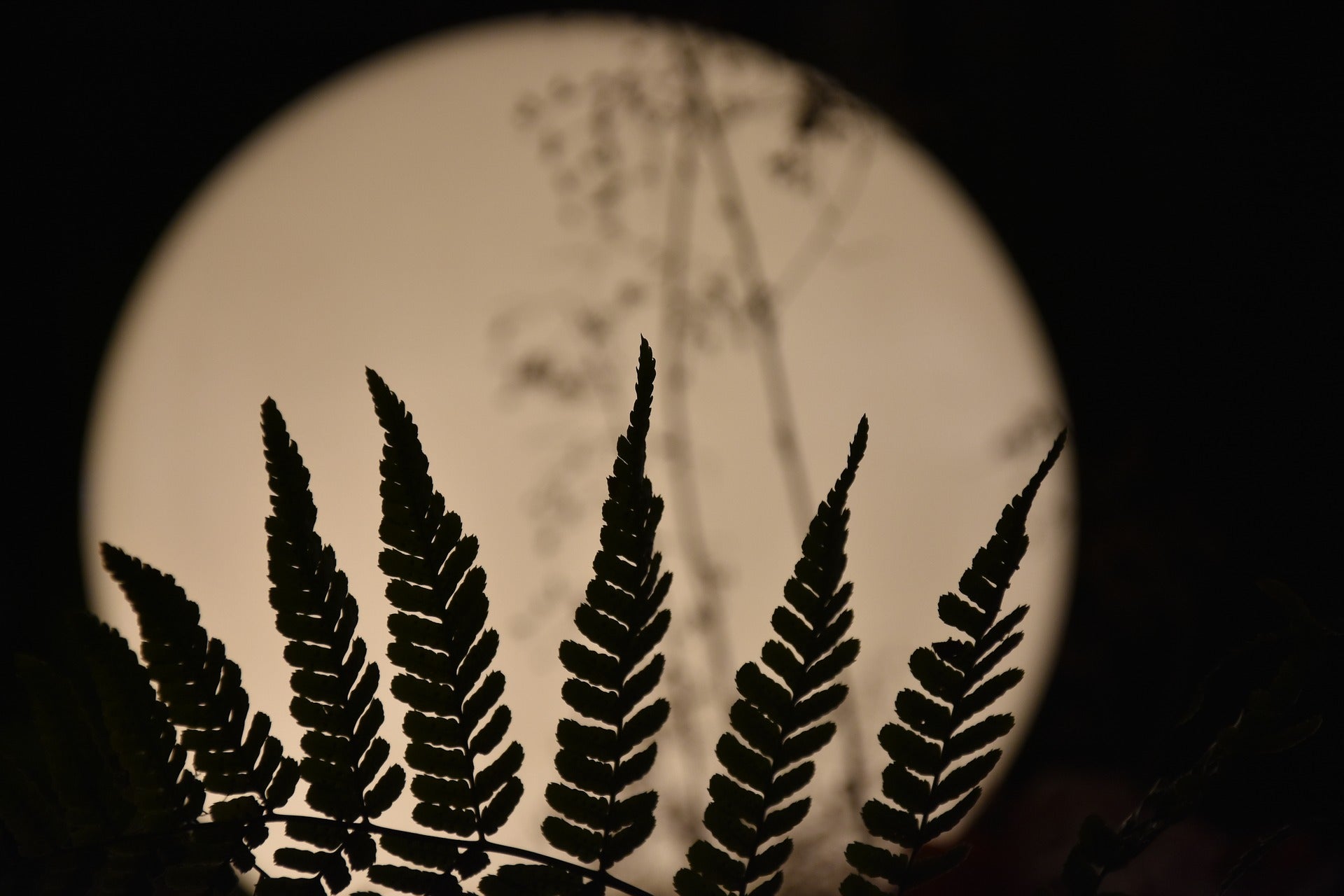 MEDITATION RECORDING: FULL FLOWER MOON IN SAGITTARIUS